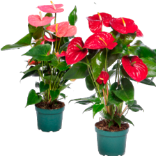 Anthurium